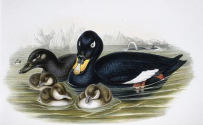 Velvet Scoter (oidemla fusca) (håndfarvet litho)