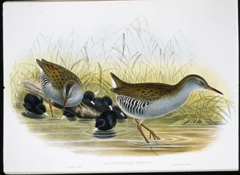 Vandskinne (Rallus Aquaticus) (håndfarvet litho)
