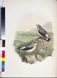 Hvedear (Oenanthe oenanthe) (håndfarvet litho)
