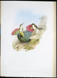 Hvidbarmet Leucippus (leucippus chionogaster) (håndfarvet litho)