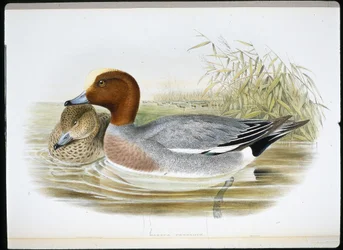 Widgeon (Mareca Penelope) (håndfarvet litho)