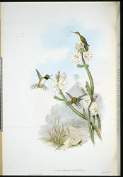 Yarrells ketcherhalekolibri (Calothorax yarrellii)