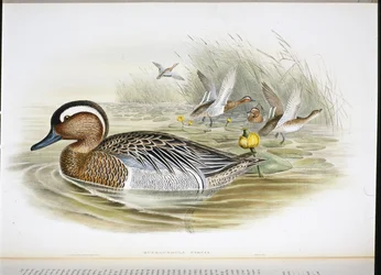 Querquedula Circia (håndfarvet litho)