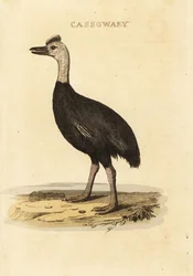 Sydlig kasuar, Casuarius casuarius