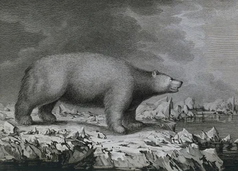 Isbjørn, gravering af Peter Mazel efter tegning af John Webber (1750-1793) lavet under James Cooks tredje rejse