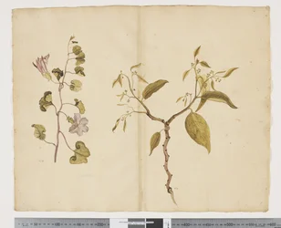 F.13 Ipomea Pes, ged; Celtis paniculata, ca. 1790-95 (akvarel og blæk på papir)