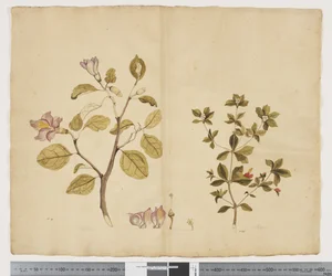 F.15 Lagunaria Patersonia; Alyxia gynopogon, ca. 1790-95 (akvarel og blæk på papir)