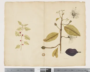 F.18 Tetragonia implexicom; Caparis nobilis 