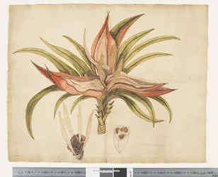 F.1 Freycinetia baueriana, ca. 1790-95 (akvarel og blæk på papir)