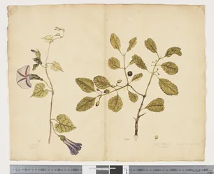 F.24 Ipomoea congesta; Elaeodendron curtipendulum, ca. 1790-95 (akvarel og blæk på papir)