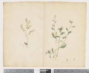 F.25 Euphorbia sparrmannii; Lobelia alata, ca. 1790-95 (akvarel og blæk på papir)