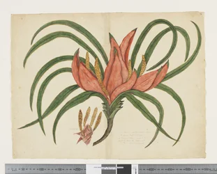 F.36 Freycinetia baueriana, ca. 1790-95 (akvarel og blæk på papir)