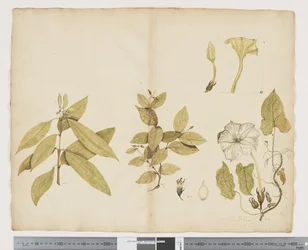 F.6 Wikstroemia Australis; Ipomea, ca. 1790-95 (akvarel og blæk på papir)