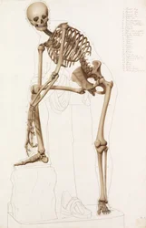 Anatomisk undersøgelse: det menneskelige skelet, i stillingen af Praxiteles" "Hermes fastgør sin sandal"
