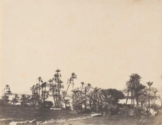 Undersøgelse af palmetræer, Nilens bredder, Kalabschi, 1853-54.
