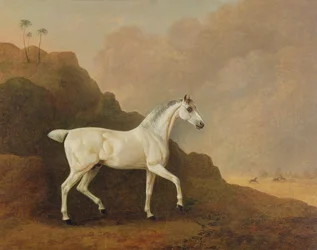 En grå arabisk hingst i et ørkenlandskab