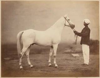 Generalløjtnant Sir Frederick Sleigh Roberts hest, "Vonolel", 1885 ca.