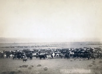 Cowboys, der hyrde kvæg, South Dakota ca. 1890 (s/h-billede)