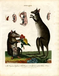 Didelphis (pungdyr)