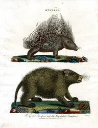 Hystrix (hulepindsvin)