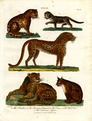 Vilde katte af slægten Felis (planche IV)