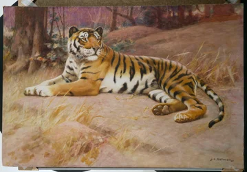 Tigeren