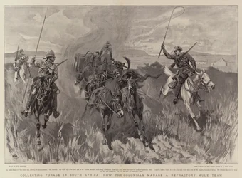 Indsamling af foder i Sydafrika, hvordan kolonialerne styrer et ildfast muldyrhold