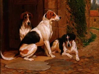 Rævehunde