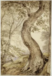 Tree at Helmingham, ca. 1800 (akvarel på papir)