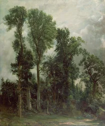 Træer ved Hampstead