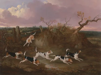 Beagles i fuldt gråd