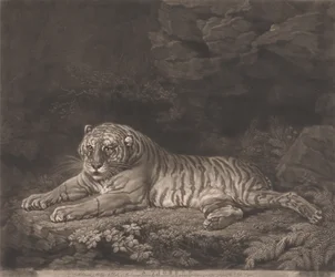 En tiger