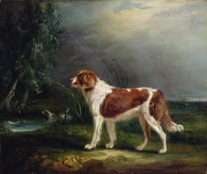 To spaniels ved en bæk, den ene sætter gråand op