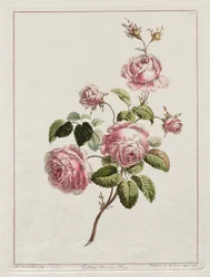 En samling af blomster tegnet efter naturen - Cabbage Province Rose, 1801.