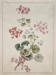 En samling af blomster tegnet fra naturen: nr. 6 - Skarlagen og broget geranium