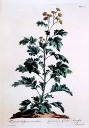 Almindelig eller havefeber, illustration fra 