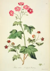 Raspberry: Sweet Canada (pl.45) fra `The British Herbal...