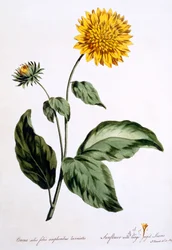 Solsikke med store takkede blade, illustration fra "The British Herbalist", udgivet i marts 1770