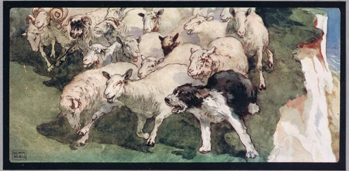 Bobtail fårehund og flok på klipper, illustration fra 