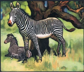 Zebraer, illustration fra 