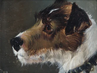 Hoved af en ruhåret terrier