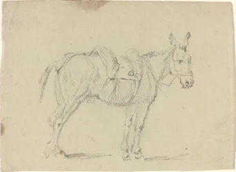 Æsel, der strækker et bagben
