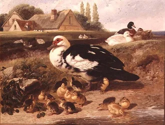Ænder og Ællinger