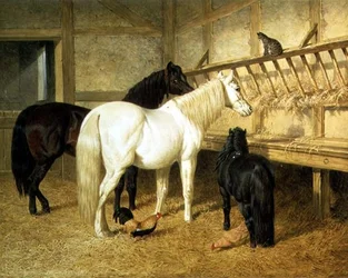 Ponyer ved vuggestuen