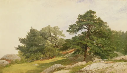 Undersøgelse for træer på Beverly Coast