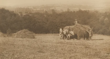 Læsning af hø, 1890-1900 (foto)