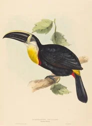 Kyssende Tukan kysser Ramphastos. Skaber: John Gould, Elizabeth Gould.