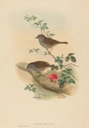 Accentor modularis Dunnock. Skaber: John Gould, Henry Constantine Richter.