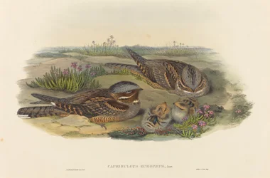 Caprimulgus europaeus Nightjar. Skaber: John Gould, Henry Constantine Richter.
