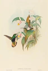 Lafresnaya flavicaudata Buff-tailed Velvet-bryst. Skaber: John Gould, Henry Constantine Richter.